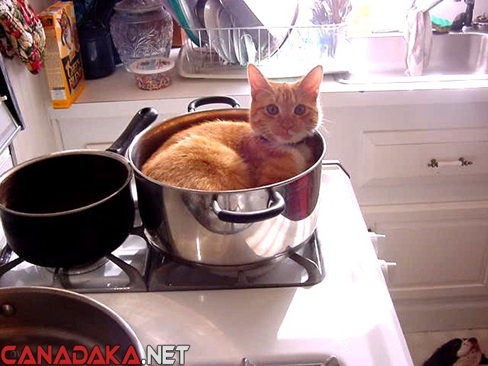 Anyone like Stir fry ????? 