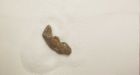 'Sincerely, A Drunken Fool': Thief mails apology, mummified toe to Dawson City bar
