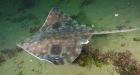 Shark cousin uses heat from ocean vents to incubate its eggs