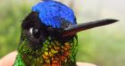 Flight of the hummingbird: How size and wing shape forge fantastic flyers
