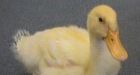Duck gets order of protection