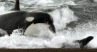 Get down! Orcas on the attack