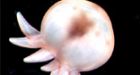 Stars in the sea: Ocean census finds new wonders