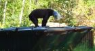 Plastic jar removed from bear cub's head