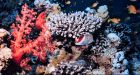 Coral reefs off Indonesia dying at one of the fastest rates ever recorded