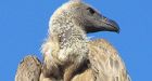 Woman, bird arrested for allegedly being spies