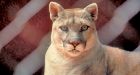 Eastern cougar declared extinct