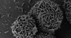 Arctic bacteria discovered breeding at record �15 C