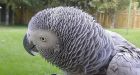 Death of Slave Lake parrot inflames passion around the globe