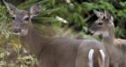 100 deer to be culled at Point Pelee National Park