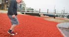 Thousands of crabs blanket California beaches as giant patch of warm water � �The Blob� � forms in Pacific