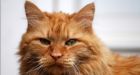 Erik the Red to retire from rodent control officer duties on CSS Acadia
