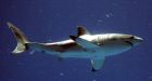 Large cluster of great white sharks spotted off Northern California's coast