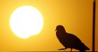 Eclipse thrills skygazers in Asia