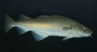 Atlantic cod, white hake recommended for endangered species list