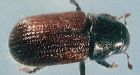 B.C. hatches plan to attack spruce beetle infestation in northern B.C.