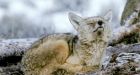 150 dead coyotes dumped near reservoir in southern Alberta