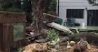 Another windstorm looms as clean-up continues in B.C.