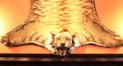 �Cat� burglers swipe tiger skin that hung in Victoria�s historic Bengal Lounge