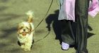 Iran cracks down on 'vulgar Western' dog owners by seizing pets for �vaccination�