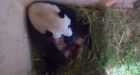 Surprise! 2nd giant panda cub discovered at Vienna Zoo