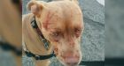 'Guard dog' cat attacks 7 pit bulls, wounding dog and 2 owners