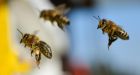 Pesticides also harmful to wild bees and butterflies, scientists say